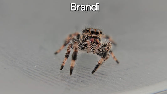 Brandi - Female Regal