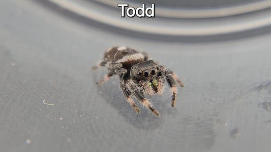 Todd - Male Regal