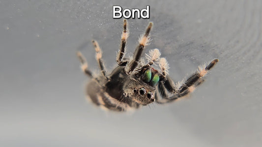 Bond - Male Regal