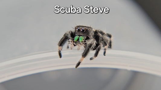 Scuba Steve - Male Regal